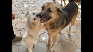 Smart Pet Dogs - Animal Kiss Friends And Eat Chip - Asian Dog Blog