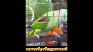 ලබු ගිරවගේ කතාව කොහොමද alexander parakeet #AnimalWorldKM