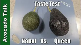 Nabal Vs Queen Avocado Taste Test🥑Avocado Talk🥑