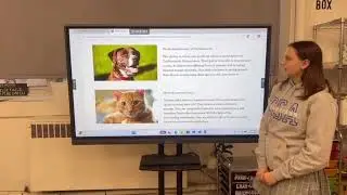 Team Furry Finders, Project: Shelter Savers