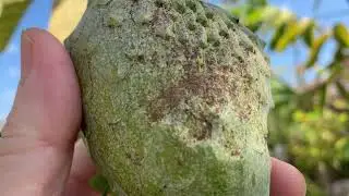 Lai chuyen mang cau 