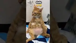 Funny cat With ATM |🐱😹🤣#funny #shorts #shortsfeed  #catsfunny #catsfunnyvideos #catshorts #viral