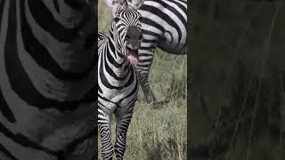 Como soa uma zebra/How does Zebra Sound🦓 #zebra #animal #wildlife #safari #africa #cuteanimals