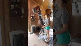 Asmr bath for my horse 🧼 #horse #equestrianjourney #horseenthusiast #equestrian #horsetrack