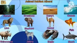Animal Habitat Album! | 4K | Project | #Subscribe