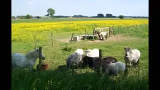 Mooi Brakel