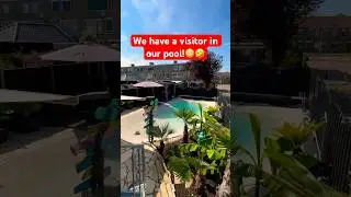 Unbelievable! Pool Surprises You Didn't Expect