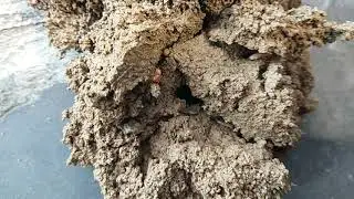 The Amazing Termite Mound in Assam