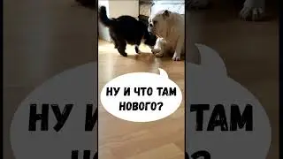 #shorts #cat #dog