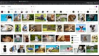 CS50 Project 0 - Search