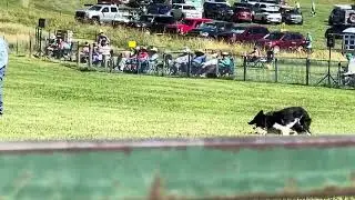 Mike and Ted - Meeker Classic Sheepdog trial - 2023