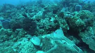 Four Eyed Butterflyfish!