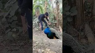 There are peacocks in our village... #shortsfeed #viralvideo #peacock #youtubeshorts
