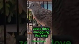 zebra dove perkutut manggung tiap pagi #burung #perkutut #zebradove #birds