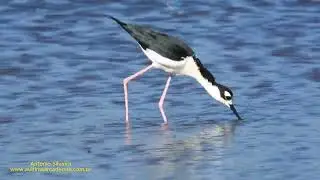 Black-necked Stilt  (Himantopus mexicanus) by Antonio Silveira.