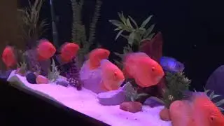 90 gal Aquarium with Red Severums