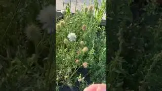 How To Harvest Scabiosa Flower Seeds!