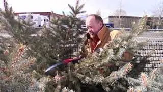 Evergreen Pruning | From the Ground Up