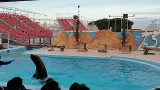 sea lion smile, Golia il leone marino parco divertimenti fasanolandia