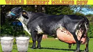 World's No.1🌟 Highest Milking Girlando Cow || 127KG Milk Producing Girlando Cow