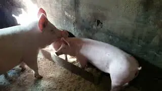 Решил немного поросят показать🙂