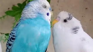 Love Birds | Australian Parrots | Budgies Breeding Pair | Budgies Family🦜🐦😘💕