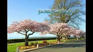 Yêu Một Người Rất Lạ #lovesong #music #youtubeshorts