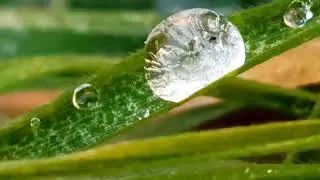 Замёрзшие капли застыли на листьях травы Frozen drops froze on grass#nature#macro#frost#drop#relax