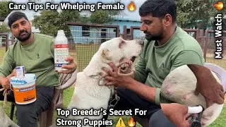 Best Supplements for Healthy Puppies 🐶| Care Tips for Whelping Female Dogs | Must Watch🔥