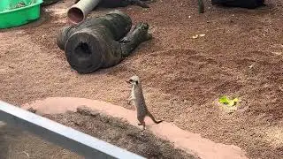 Day out for exploring an animals 