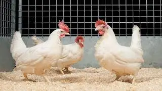Is it worth buying laying hens from a poultry farm?