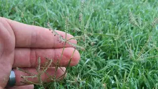 Lawn Problems and How to Fix Them!