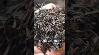 Pemuda AS Meninggal OD Setelah Berdiskusi dengan AI #shorts
