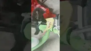 kiten