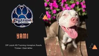 Yami 1 Year Old American Pit Bull | Anxious to Confident | Amazing Transformation!