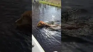 Sup met Hond - waterwerk - IkSUP HondenSUP