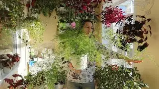 Аспарагусы: уход и пересадка!