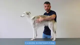 How to check your dog's Body Condition Score