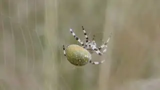 Araneus quadratus