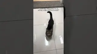 I'm waiting for you, mom😿 #shorts #cat #funny
