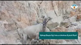 فلم عن الحياة الفطريه في محميات سلطنة عمان