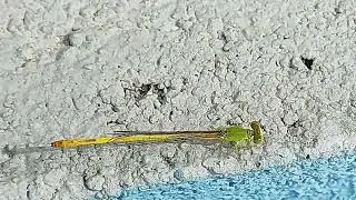 Beautiful Tiny Dragon Fly - Anisoptera @selyan1980