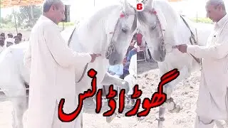 Horse Dance With Dhol In Pakistan 2023 | Ghora Dance Dera ch Muhammad Aslam khaialika bharrak poor