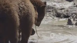 Adventure Canada | Exploring the Wild Beauty of Canada