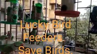 Lucky Bird Feeders.