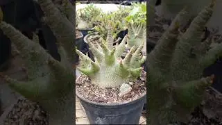 few arabicum from my small collection