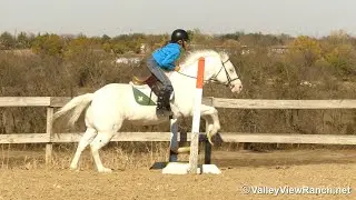 Silver***For info, price, etc., go to our website: ValleyViewRanch.net***