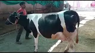 #pdfajagraon #pdfa #pdfamela cow videos PDFA mela jagraon|Raghuwamsham dairy farm,betul