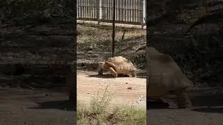 #turtlepet #sulcatatortoise #turtleadventure