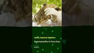 Apibuzz's Magic, Varroa Free